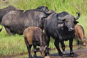 Nairobi : visite d'une demi-journée au parc national
