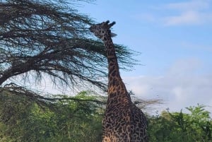 Nairobi : visite d'une demi-journée au parc national
