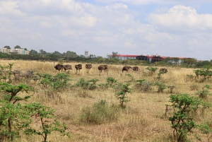 Nairobi nationalpark: Halvdagsutflykt i 4X4