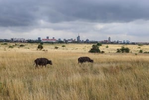 Nairobi National Park: Half-Day Trip in a 4X4