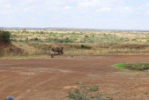 Nairobi-Nationalpark: Halbtagestour im Geländewagen