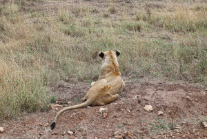Nationaal Park Nairobi: Halve dagtrip in een 4X4