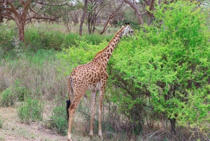 Nairobi Nationalpark: Halvdagstur i 4X4