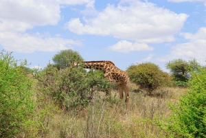 Nairobi nasjonalpark: Halvdagstur i 4X4