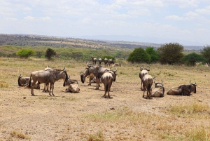 Nairobi nasjonalpark: Halvdagstur i 4X4