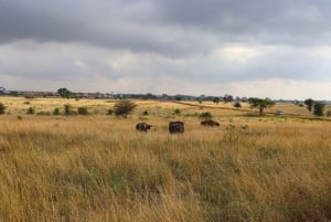 Nairobi National Park: Half-Day Trip in a 4X4