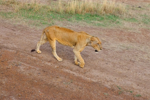 Nairobin kansallispuisto: Puolipäiväinen retki 4X4-autolla