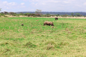 Nairobi-Nationalpark: Halbtagestour im Geländewagen