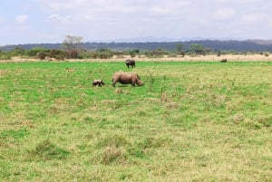 Nairobi nationalpark: Halvdagsutflykt i 4X4