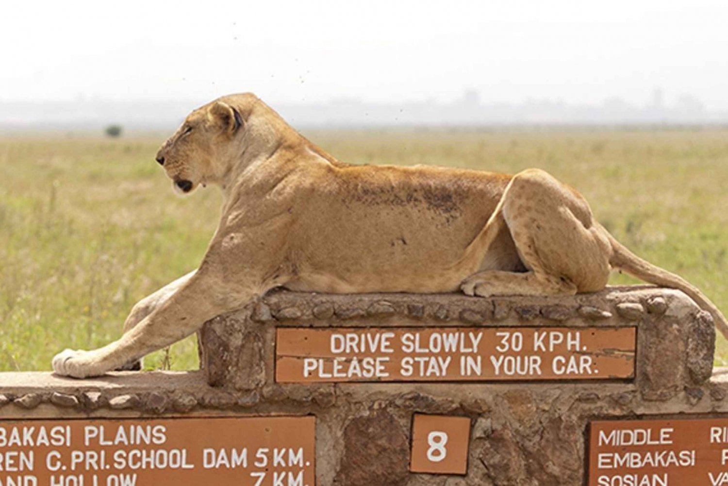 Nairobi National Park: Half or Full-Day Private Layover Tour