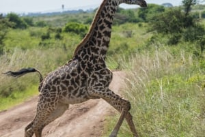 Nairobin kansallispuisto: puoli- tai kokopäivän yksityinen layover-kierros