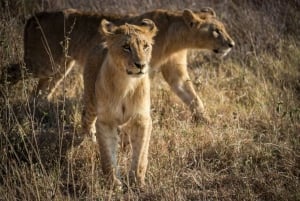Nairobi National Park: privé-overstaptour van een halve of hele dag