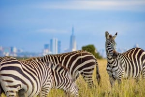 Nairobis nationalpark: Halv- eller heldagsutflykt med privat uppehåll