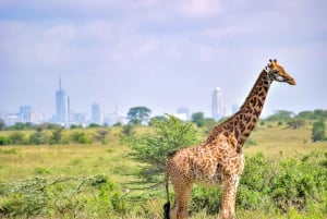 Nairobis nationalpark: Halv- eller heldagsutflykt med privat uppehåll