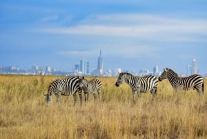 Parc national de Nairobi : demi-journée ou journée complète d'excursion privée en escale