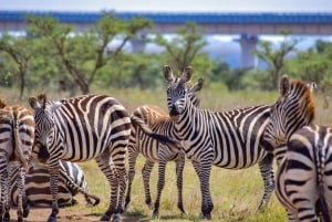 Parque Nacional de Nairobi: Excursión Privada de Medio Día o Día Completo con Escala