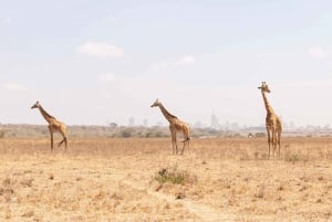 Nairobi National Park: Half or Full-Day Private Layover Tour