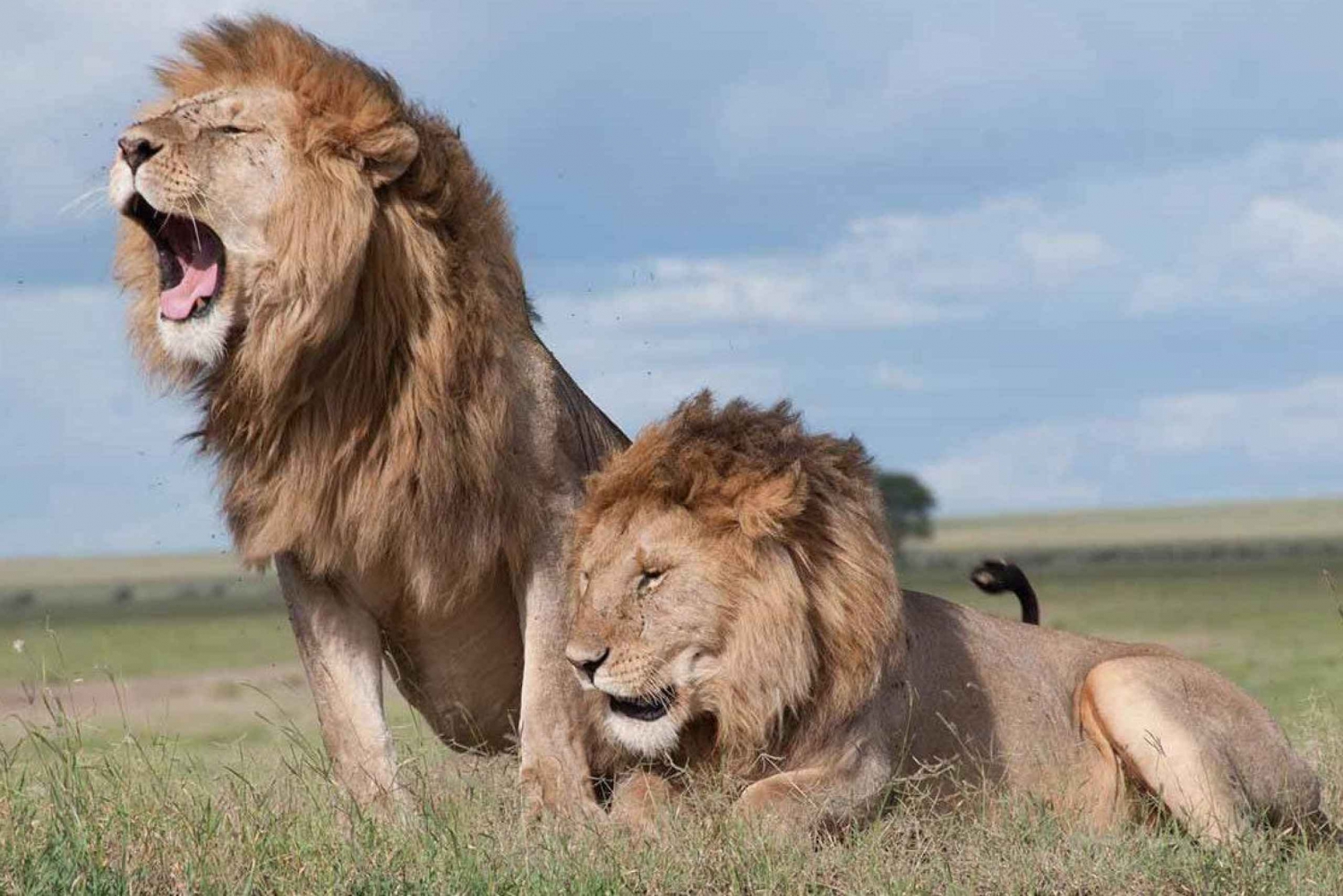Nairobi Nationalpark, Karen Blixen,Bomas &Middag Safaripark