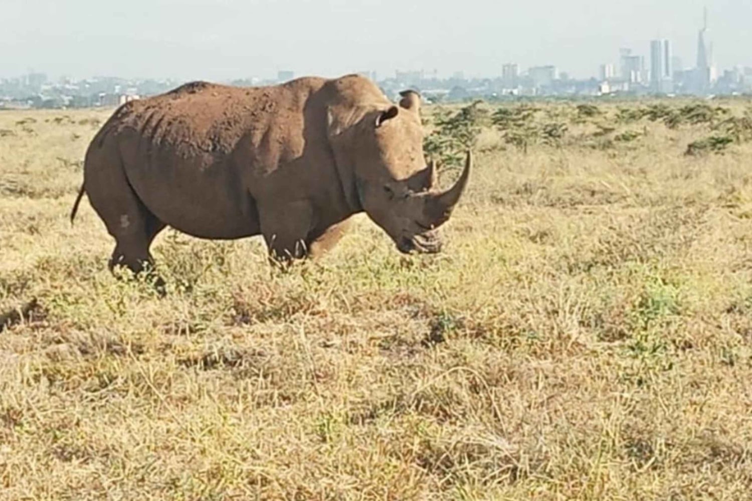 Nairobi National Park Layover Tour:Airport pickup & drop off