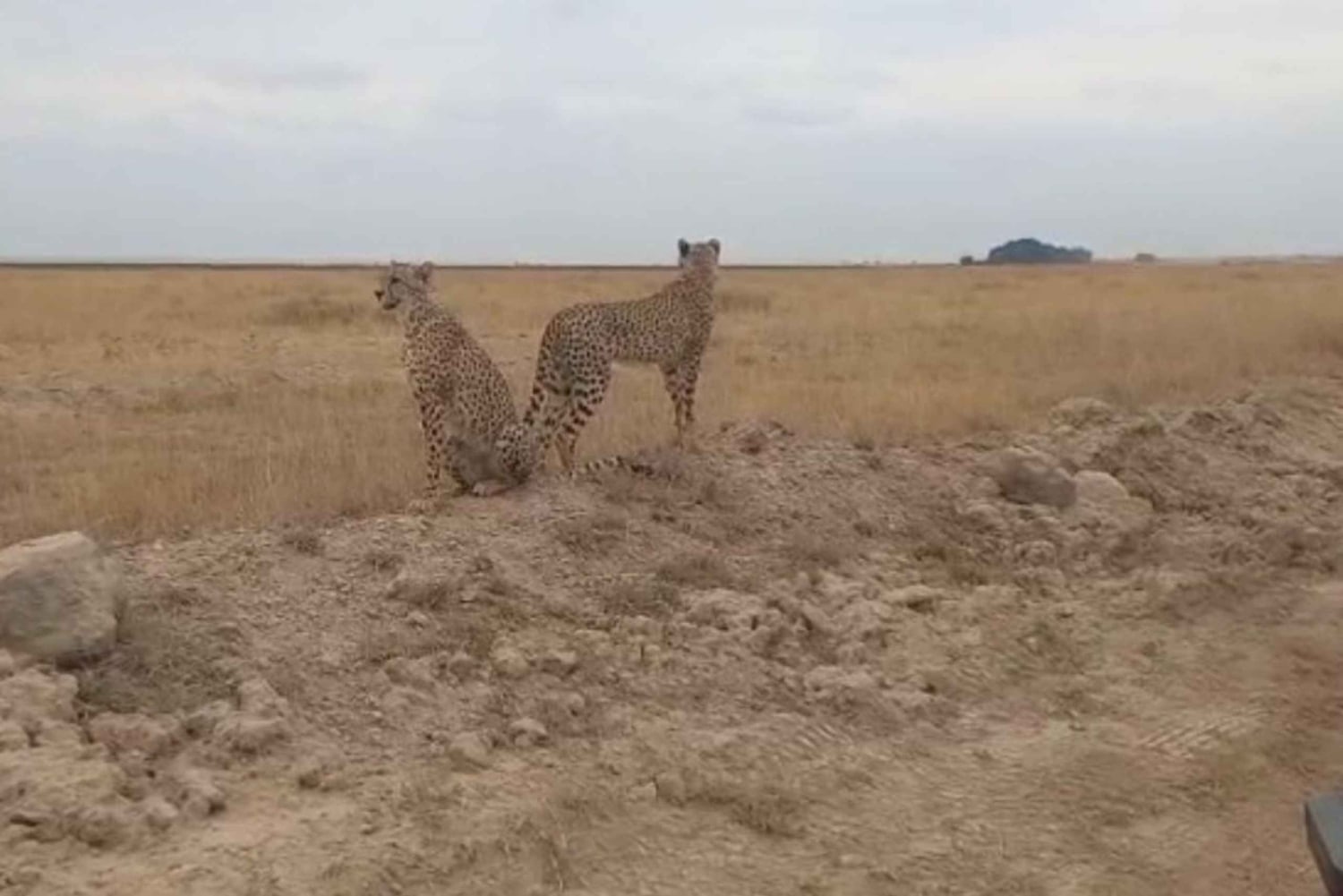 Nairobi National Park Layover Tour:Airport pickup & drop off