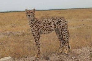 Nairobi National Park Layover Tour: Upphämtning och avlämning på flygplatsen