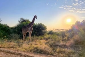 Nairobi National Park Layover Tour: Upphämtning och avlämning på flygplatsen