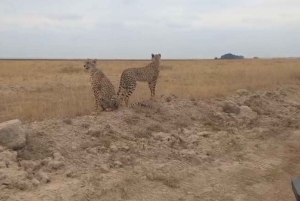Nairobi National Park Layover Tour:Airport pickup & drop off