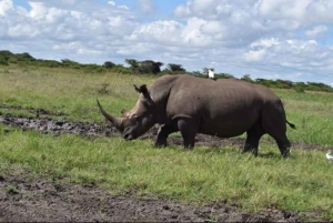 Nairobi National Park Layover Tour:Airport pickup & drop off