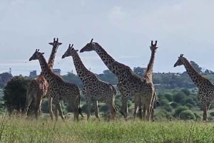 Nairobi National Park Layover Tour:Airport pickup & drop off