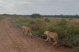 Nairobi National Park Layover Tour:Airport pickup & drop off