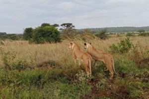 Nairobi National Park Layover Tour:Airport pickup & drop off