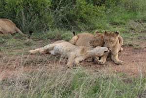 Nairobi nationalpark: Layover-tur i ett 4X4 safarifordon