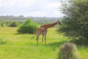 Nairobi nationalpark: Layover-tur i ett 4X4 safarifordon