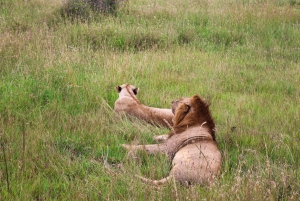 Nairobi nationalpark: Layover-tur i ett 4X4 safarifordon