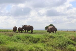 Nairobi nationalpark: Layover-tur i ett 4X4 safarifordon