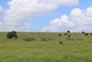 Nairobi nationalpark: Layover-tur i ett 4X4 safarifordon