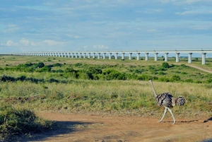 Nairobi: Recorrido por el Parque Nacional con traslados al aeropuerto.