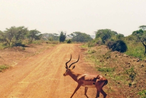 Nairobi: Recorrido por el Parque Nacional con traslados al aeropuerto.