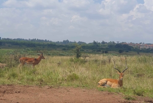 Nairobi: Recorrido por el Parque Nacional con traslados al aeropuerto.
