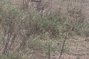 Nairobi: Recorrido por el Parque Nacional con traslados al aeropuerto.