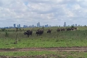 Nairobi National Park Morgenkørsel med gratis afhentning