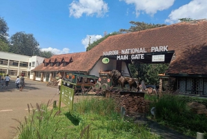 Passeio matinal pelo Parque Nacional de Nairóbi com traslado gratuito