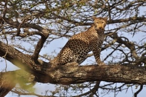 Nairobi National Park Morning Game Drive With Free Pickup