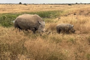 Poranny przejazd do Parku Narodowego Nairobi z bezpłatnym odbiorem