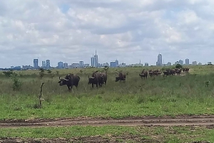 Poranny przejazd do Parku Narodowego Nairobi z bezpłatnym odbiorem