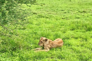 Nairobi National Park Morning Game Drive With Free Pickup