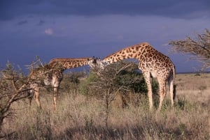 Nairobi National Park Morning Game Drive med gratis afhentning