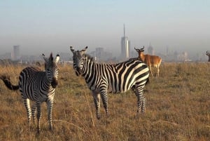 Nairobi National Park Morning Game Drive med gratis afhentning