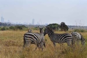 Nairobi National Park Morning Game Drive med gratis afhentning