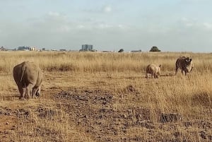 Nairobi National Park Morning Game Drive med gratis afhentning